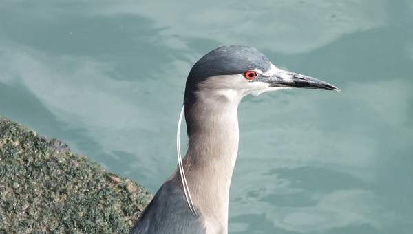 Blue heron - https://pixabay.com/