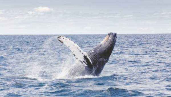 Ballena Jorobada - https://pixabay.com/