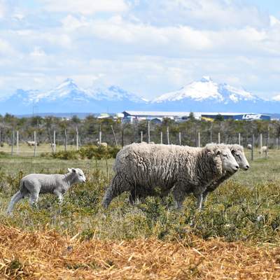 Ovejas en la Patagonia - https://pixabay.com/