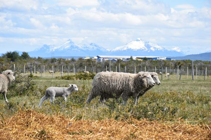 Ovejas en la Patagonia - https://pixabay.com/