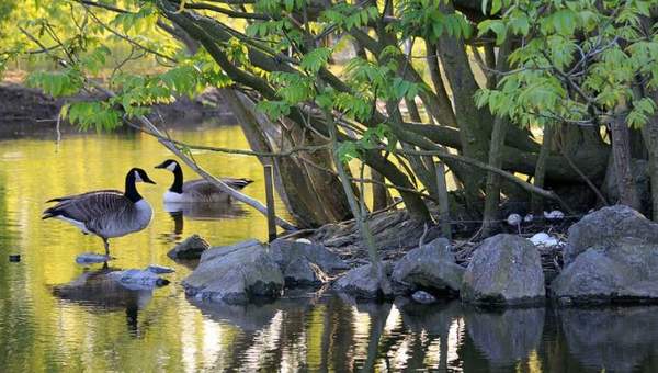 Aves en agua