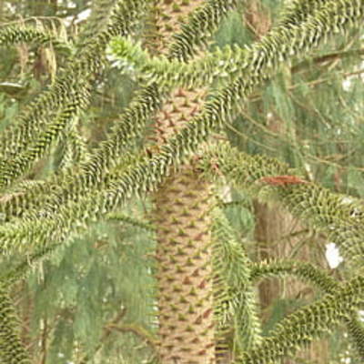 Araucaria