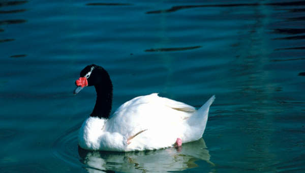 Cisne de cuello negro