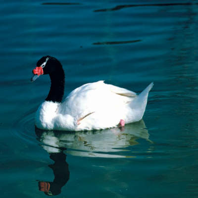 Cisne de cuello negro