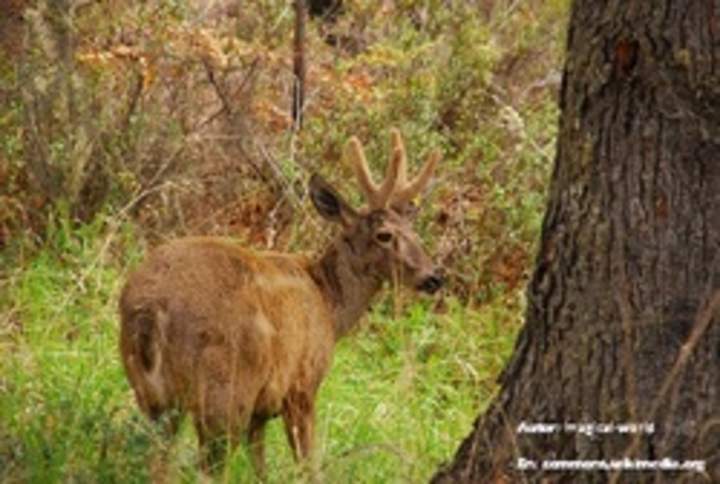 Huemul