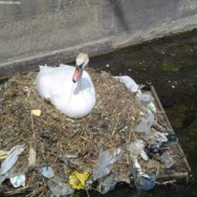 Efecto de la contaminación en la fauna