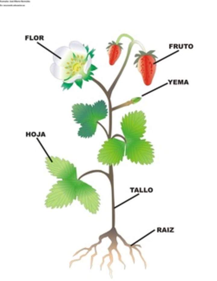 Partes de una planta con flor