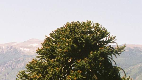 Araucaria