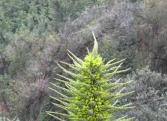 Puya chilena