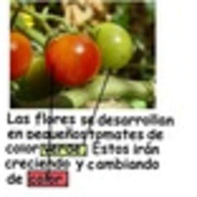 Ciclo de vida planta tomate en flor