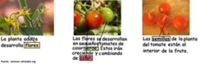 Ciclo de vida planta tomate en flor