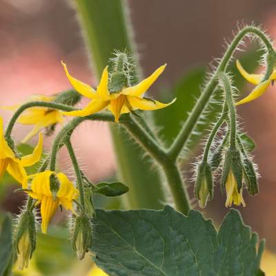 Planta tomate en flor