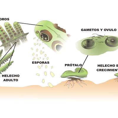 Ciclo de vida de un helecho rotulada