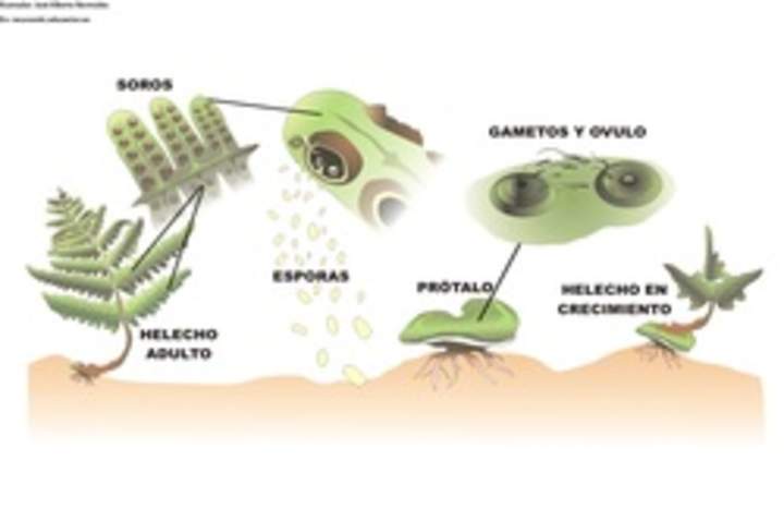 Ciclo de vida de un helecho rotulada
