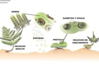 Ciclo de vida de un helecho rotulada