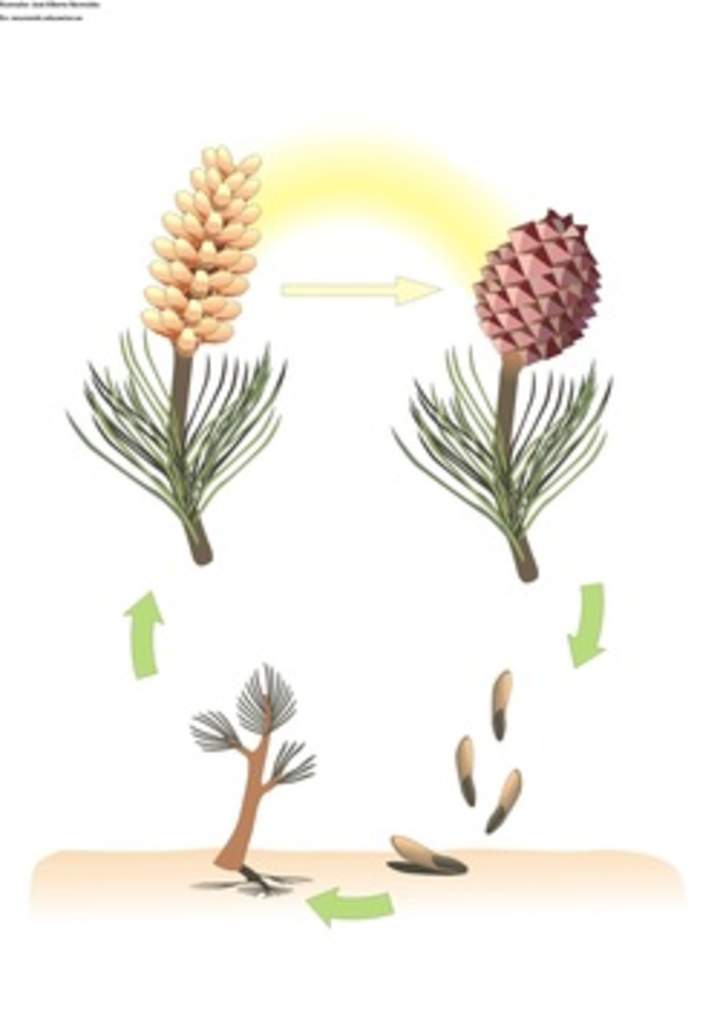 Ciclo de vida de una conífera