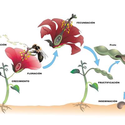 Ciclo de vida de una planta con flor rotulada