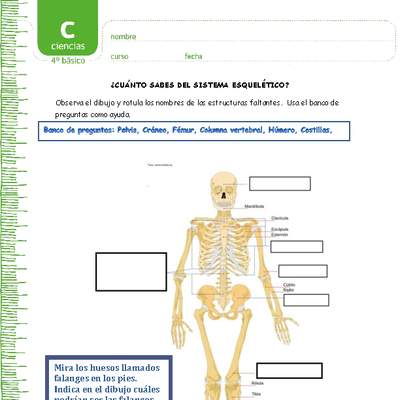 ¿Cuánto sabes del sistema esquelético?