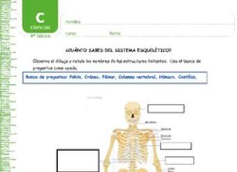 ¿Cuánto sabes del sistema esquelético?