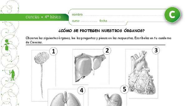 Como se protegen nuestros órganos