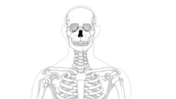 Esqueleto humano para colorear