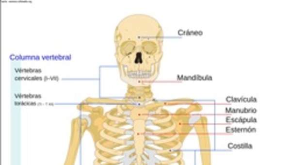 El esqueleto humano rotulado