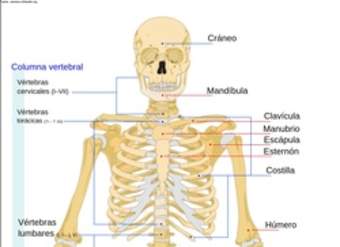 El esqueleto humano rotulado