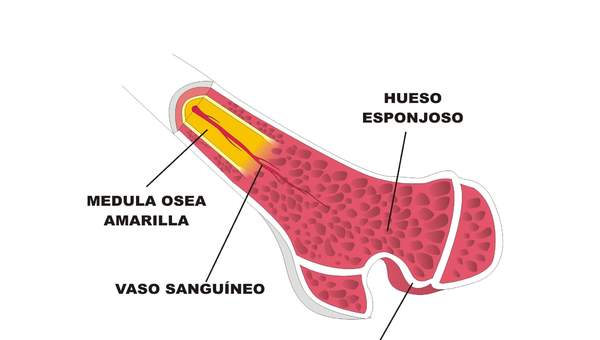 Estructura interna de un hueso