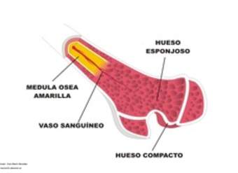 Estructura interna de un hueso