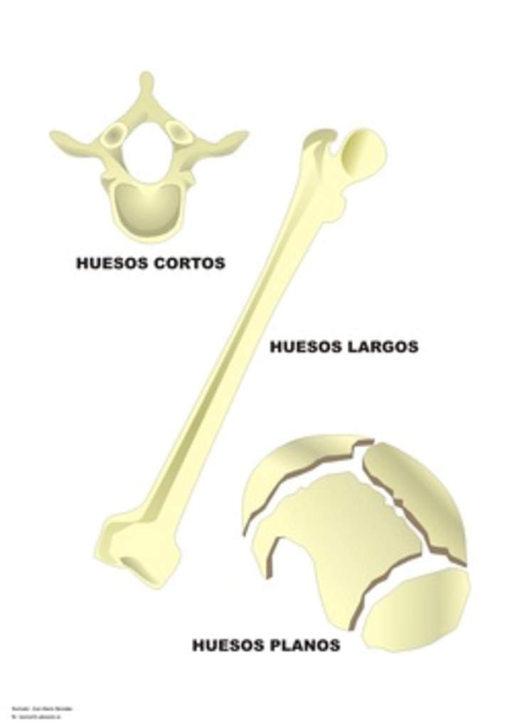 Tipos de huesos en el ser humano