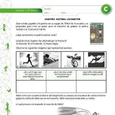 Nuestro sistema locomotor