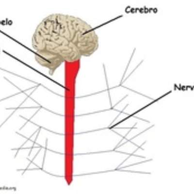 Organización del sistema nervioso