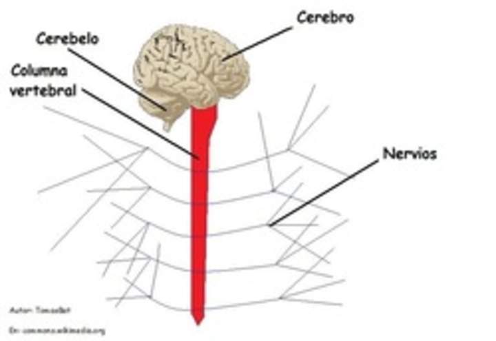 Organización del sistema nervioso