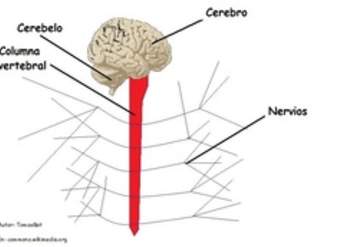 Organización del sistema nervioso