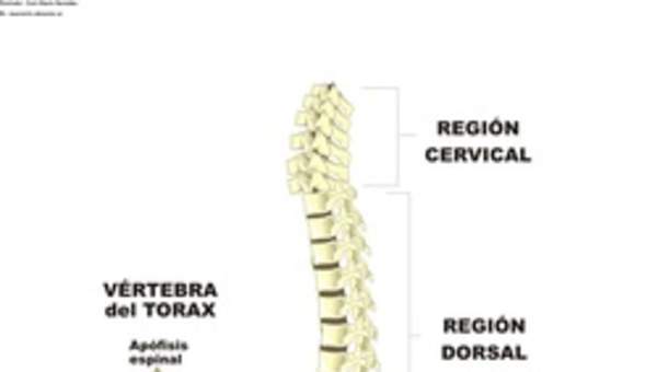 Columna vertebral rotulada
