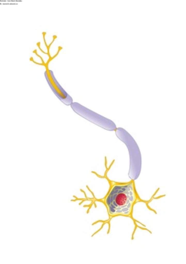 Una neurona
