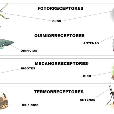 Receptores sensoriales en los animales