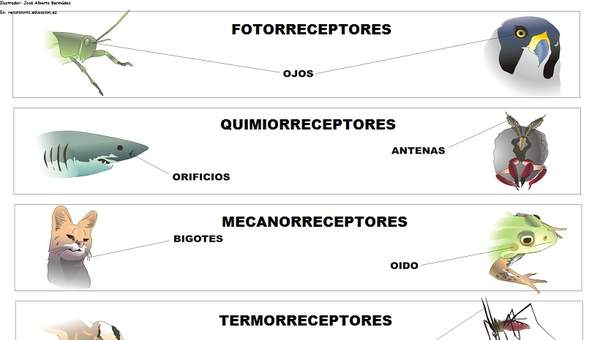 Receptores sensoriales en los animales