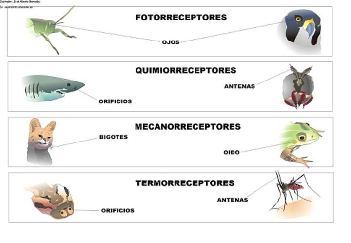 Receptores sensoriales en los animales