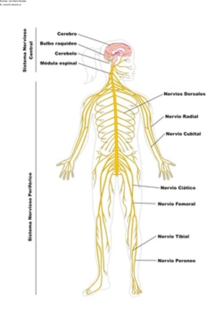 El sistema nervioso rotulado