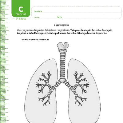 Colorea los pulmones