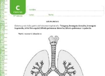 Colorea los pulmones