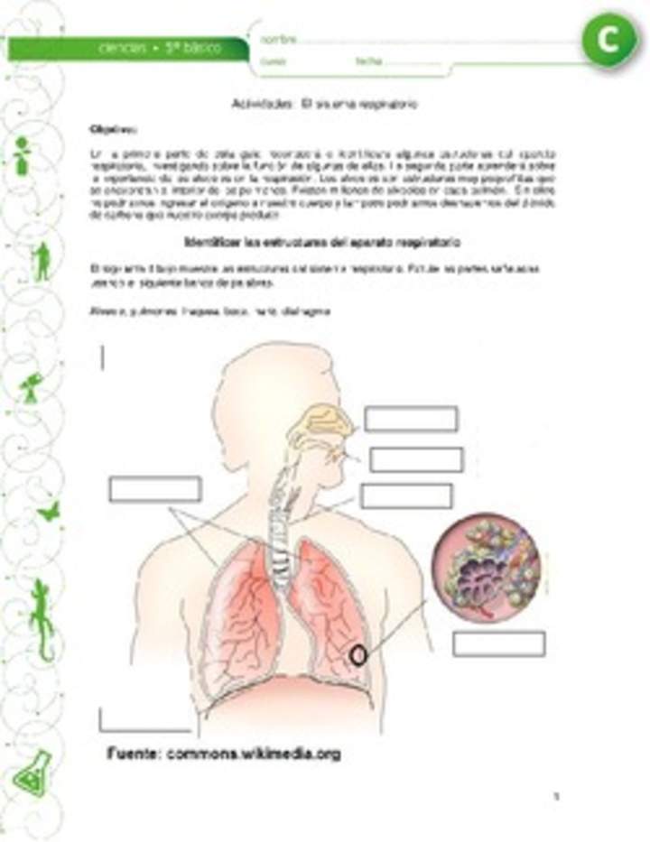 El sistema respiratorio