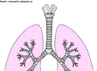 Pulmones humanos