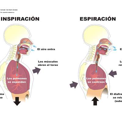 La inspiración y espiración rotulado