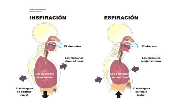 La inspiración y espiración rotulado