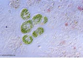 Microscopia de bacterias