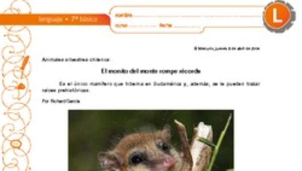 El monito del monte rompe récords