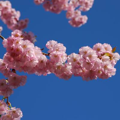 Árbol en flores de primavera