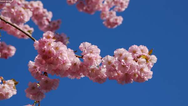 Árbol en flores de primavera